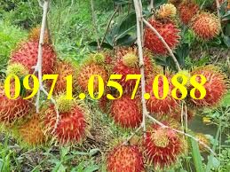 CÂY GIỐNG CHÔM CHÔM